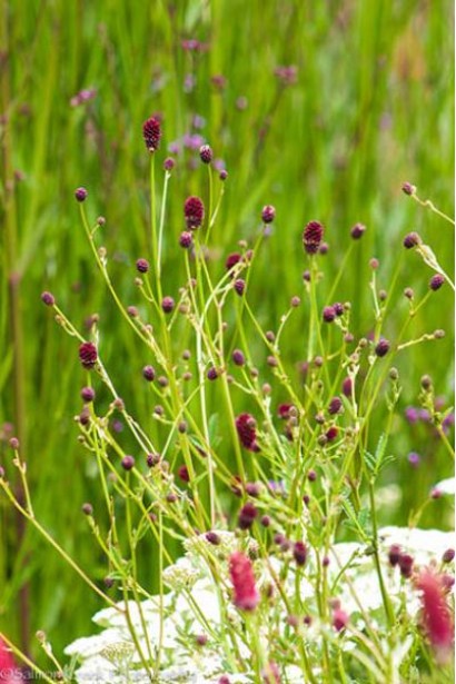 Родовик лікарський `Танна`|Sanguisorba officinalis `Tanna`|Родовик лекарственный `Танна`